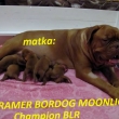 Matka:CH BLR AGRAMER BORDOG MOONLIGHT