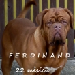 FERDINAND 22 m�s�c�