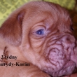 Baurydy-Kor�n 3 t�dny vrh: X