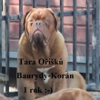 TARA Ok Baurydy-Korn 12 msc