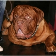 Monty Baurydy-Kor�n (11 m�s�c�)