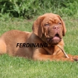 FERDINAND