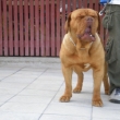 Gaya z Vl�kovsk�ho ml�na