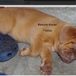 Baurydy-Kor�n vrh: X 7t�dn�